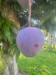 Image result for Mangifera