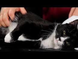 We did not find results for: How To Pet Or Massage Your Cat I Can Has Cheezburger