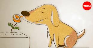 Yorkshire terrier cute dog illustration. Alexandra Horowitz How Do Dogs See With Their Noses Ted Talk