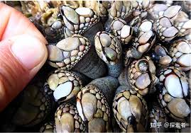 盘点雌雄同体的海洋生物，看看你都知道哪几个- 知乎