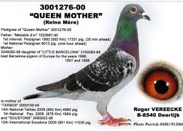 roger vereecke quits pigeons sport all pigeons will be sold herbots herbots kus