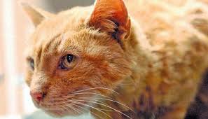 Un Chat Retrouve Sa Maison 10 Ans Apres Il A Reconnu Ses Maitres Grace A Son Odorat Le Plus