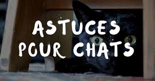 Astuce Pour Chat 1 Faire Pousser De L Herbe A Chat In 2020