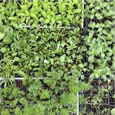 How To Start Seeds Indoors A Step By Step Guide Where To