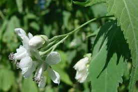 Image result for Sida chrysantha