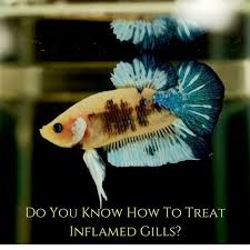 Another Fairly Common Betta Illness That I Ve Been Wanting To Cover For A While Is Inflamed Gills Inflamed Gills Can Be Th Betta Betta Fish Betta Fish Tank