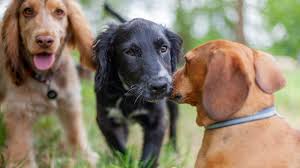 Hilarious Doggy Day Care 'Crimes' Caught