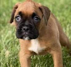 10 Best Boxer Breeders In Pennsylvania 2022 We Love Doodles