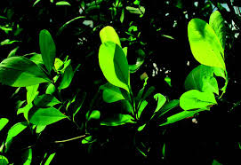 Uno de los narcotraficantes más buscados del mundo, tse chi lop, ha sido detenido en países bajos a petición de las autoridades australianas. Blog Seite 7 Nachtschatten Verlag Ag