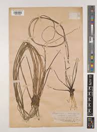 Image result for Wiesneria