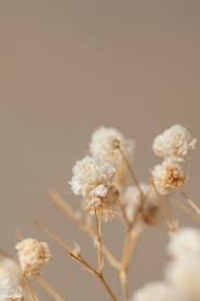 We did not find results for: Dried Gypsophila Flowers Macro Shot Premium Image By Rawpixel Com Teddy Rawpixel Flower Aesthetic Gypsophila Flower Dried Flowers