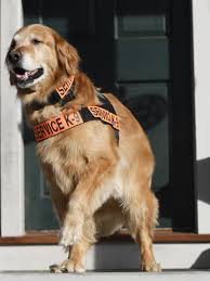 I raise quality golden retriever puppies, 25 years of experience. 50 States