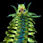 Image result for Polychaeta spp.