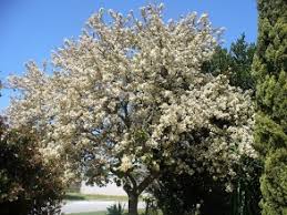 We did not find results for: Suitable Trees For Small Gardens