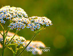 Common Yarrow Flower Xbox One Best Flower Wallpaper
