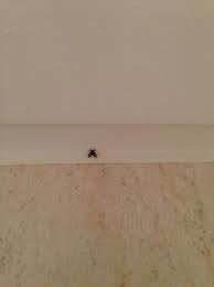 Trash cans, dirty diapers, rotten foods, etc are possible breeding areas for inspecting house fly activity. Horse Flies In The Bathroom Picture Of Forte International Apartment Hotel Beijing Tripadvisor