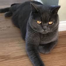 They are 8 weeks old on 16th of july. Black Self Coloured British Shorthair Cats My British Shorthair