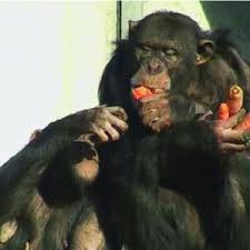 La femelle lina a mis bas après une gestation de huit mois. Chimpanzees Left And Bonobos Right During The Course Of A Food Download Scientific Diagram