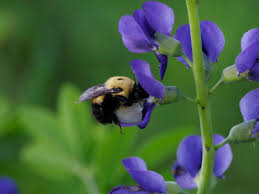 Image result for Indigofera oxalidea