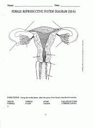 14 female reproductive system outcome for good information and diagrams about human reproduction.once an organ or structure has been identified be sure to compare it. Male And Female Reproductive System Diagram Labeled Pictures Reproductive System Female Reproductive System Reproductive System Organs