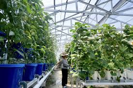 Tutorial sediakan baja ajinomoto untuk tanaman sayuran | baja organik d.i.y. Kebun Hidroponik Di Atap Hotel Siasat Pasok Pangan Di Nusa Penida Mongabay Co Id