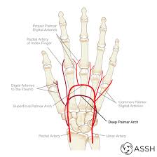 Attaches vessel to neighboring structures. Body Anatomy Upper Extremity Vessels The Hand Society