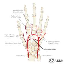 Blood vessels form a closed tubular network that begins and ends at the heart. Body Anatomy Upper Extremity Vessels The Hand Society