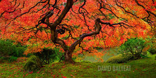 Forests Trees David Balyeat Photography