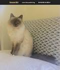 Birman Rescue - National Birman Fancier