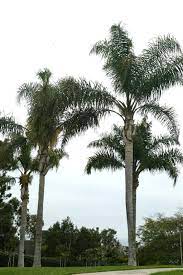 Maybe you would like to learn more about one of these? The Queen Palm Syagrus Romanzoffiana