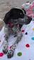 German Shorthaired Pointer Mixed With Boxer