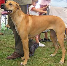 Diana@loveyourridgeback.com for puppy pictures, information and to get on our list. Malaysia Rhodesian Ridgeback Breeders Grooming Dog Puppies Reviews Articles Muamat
