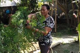 Masukkan daun kelor dan masak sampai semua bahan matang. Mukjizat Daun Kelor Gerakkan Ekonomi Di Lombok Abc News