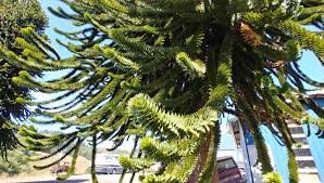 Anderson's Oregon Monkey Puzzle Tree Farm | Cloverdale OR