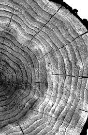 Black And White Nature Art Prints Wood Slice Art Print Printable Black White Wall Art Minimalist Etsy Tree Ring Art White Wall Art Black And White Wall Art