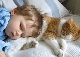 The new kitten not eating can also be down to painful teeth or gums. Baby Food For Cats Really What Are The Dangers Pawsome Kitty