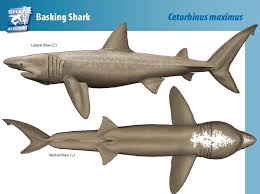 Check spelling or type a new query. Tiburon Peregrino Cetorhinus Maximus