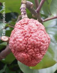 Image result for Nesaea polycephala