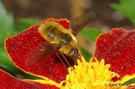 We did not find results for: The Best Annuals For Butterflies Bees Other Pollinators Davyandtracy Com