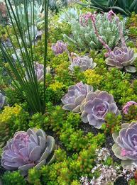 Photos From Early April Of Peder And Marilyn S 3 Year Old New Garden I Designed For Them In The Emerald Hills Of Redwood City Succulents Succulent Landscape Design Succulent Landscaping