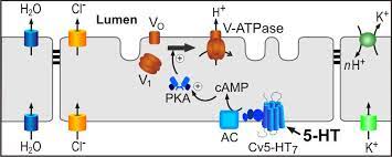 This dephosphorylation reaction releases energy, which the enzyme (in most. V Atpase Forschung Mikroskopie Apl Prof Dr Otto Baumann Universitat Potsdam