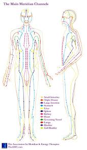 acupuncture meridian chart from amt showing main meridians