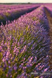 Check spelling or type a new query. Close Up Of Purple Flowers In Lavender Field In Countryside Aroma Abundance Stock Photo 241608370
