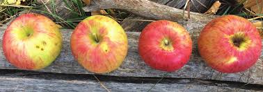 Old Apples Find a New Market
