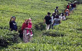 Dikelilingi kebun teh yang asri dan alami membuat kampung tokyo masih memiliki udara sejuk. Rapid Test Wisatawan Di Puncak Bogor 69 Orang Reaktif