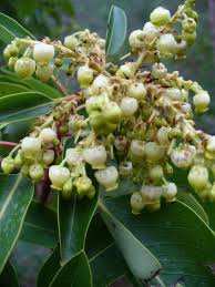 Image result for Andrachne