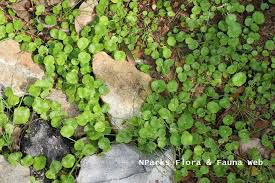 Image result for Hydrocotyle verticillata