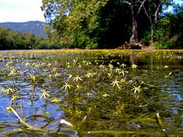 Image result for Heteranthera