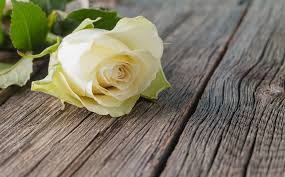 For affordable funeral flowers ==>>visit serenata funeral flowers Funeral Flowers V A Peterson Funeral Service Ltd