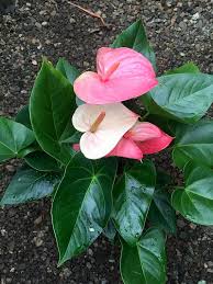 Pin On Tropical Botanicals